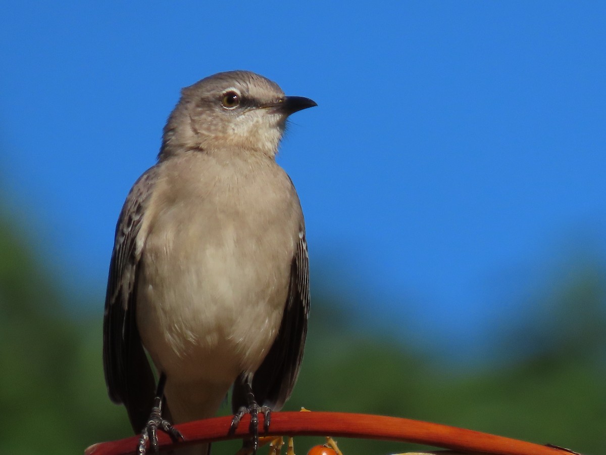 Northern Mockingbird - ML643452180