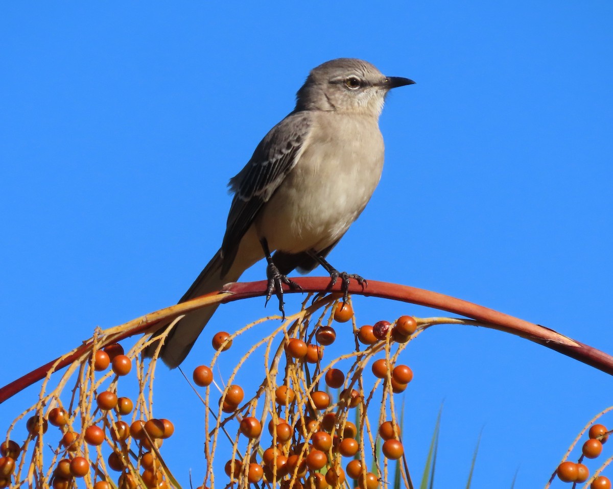 Northern Mockingbird - ML643452181