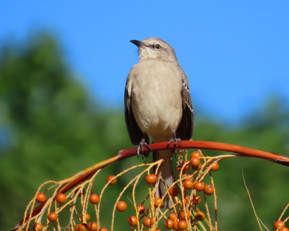 Northern Mockingbird - ML643452183