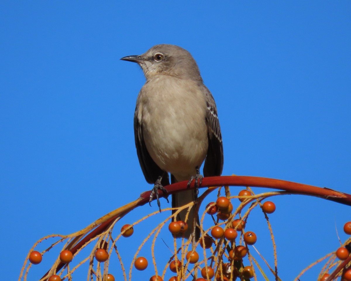Northern Mockingbird - ML643452184
