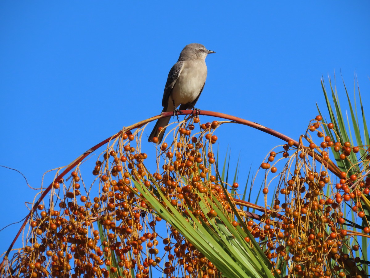 Northern Mockingbird - ML643452185