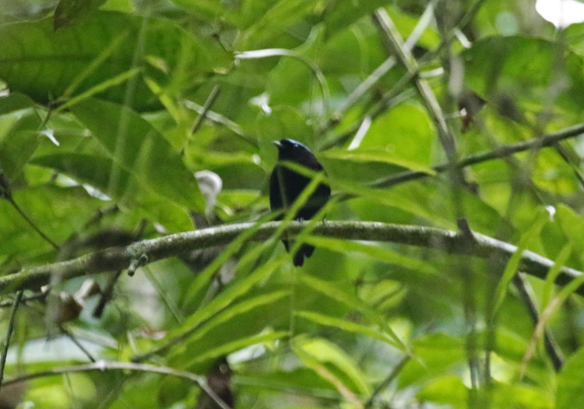 Velvety Manakin - ML643452187