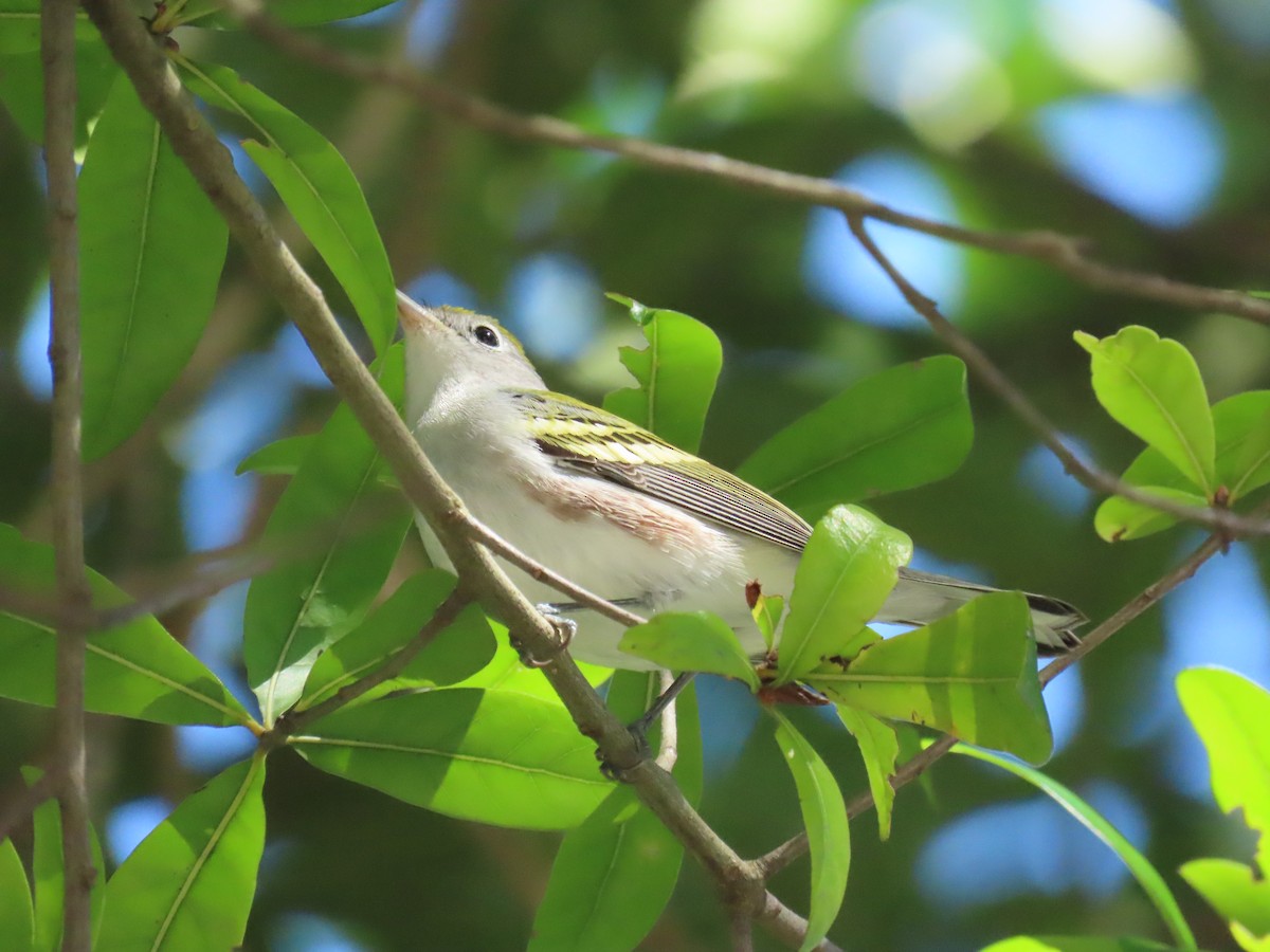 Chestnut-sided Warbler - ML643452190