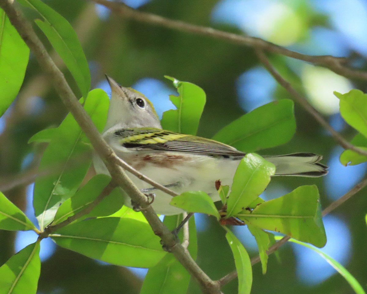 Chestnut-sided Warbler - ML643452191