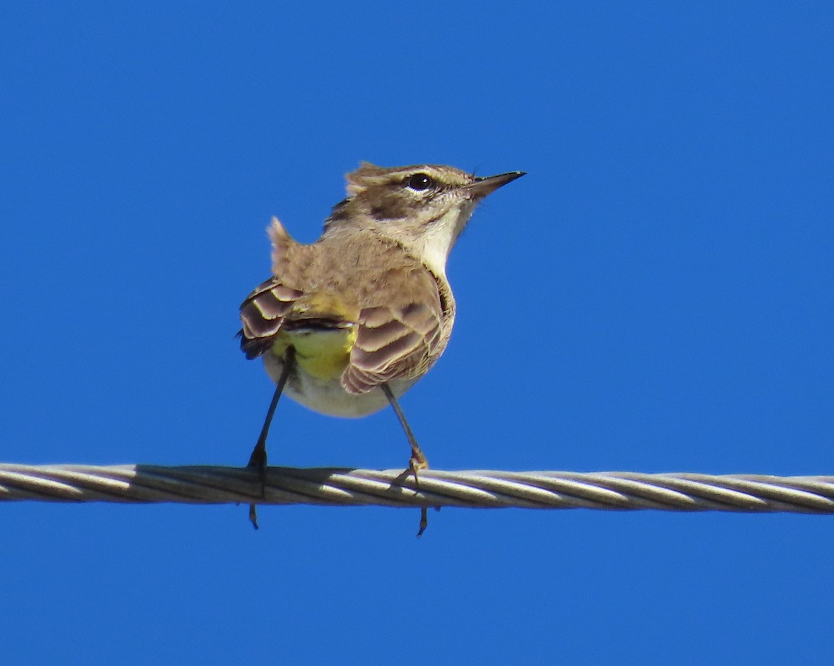 Palm Warbler - ML643452198