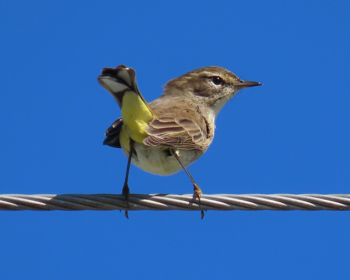Palm Warbler - ML643452200