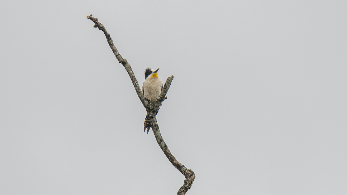 White-fronted Woodpecker - ML643452202