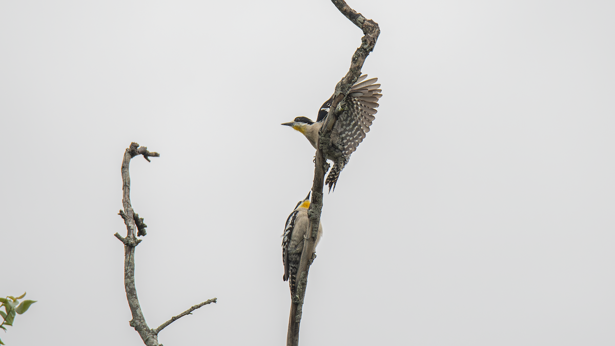 White-fronted Woodpecker - ML643452203