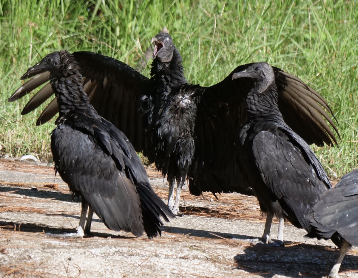 Black Vulture - ML643452209