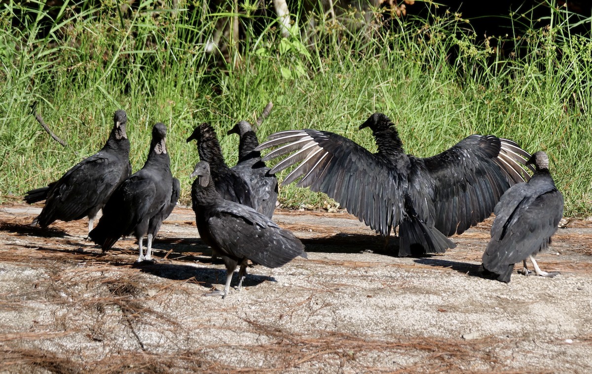 Black Vulture - ML643452210