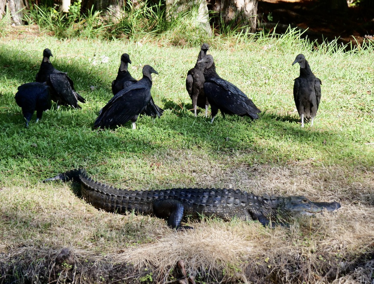 Black Vulture - ML643452212