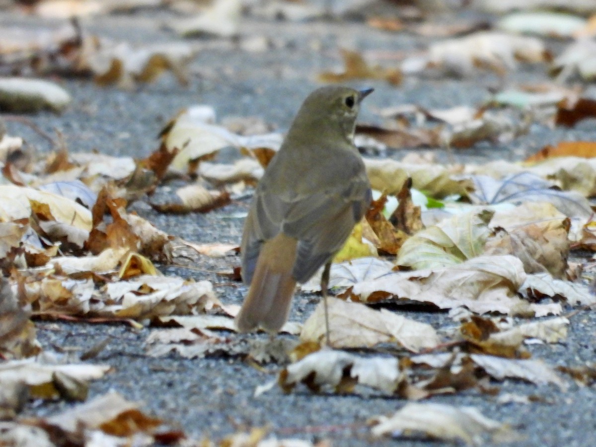 Hermit Thrush - ML643452215