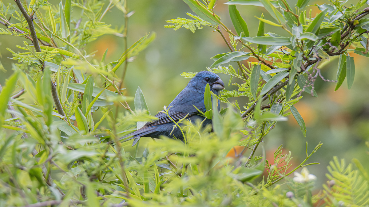 Glaucous-blue Grosbeak - ML643452240