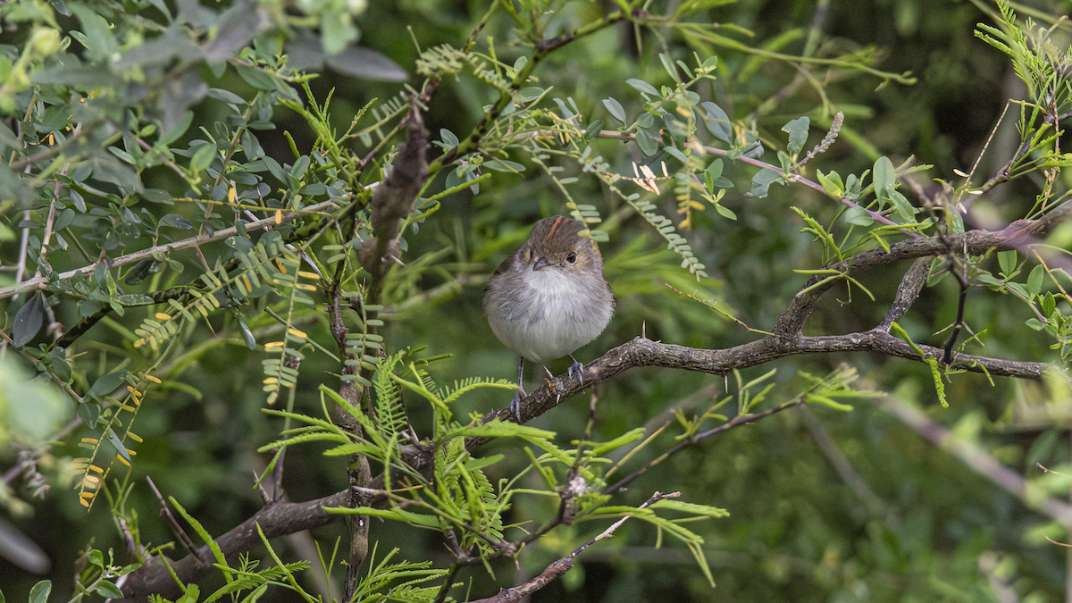 Fulvous-crowned Scrub-Tyrant - ML643452245