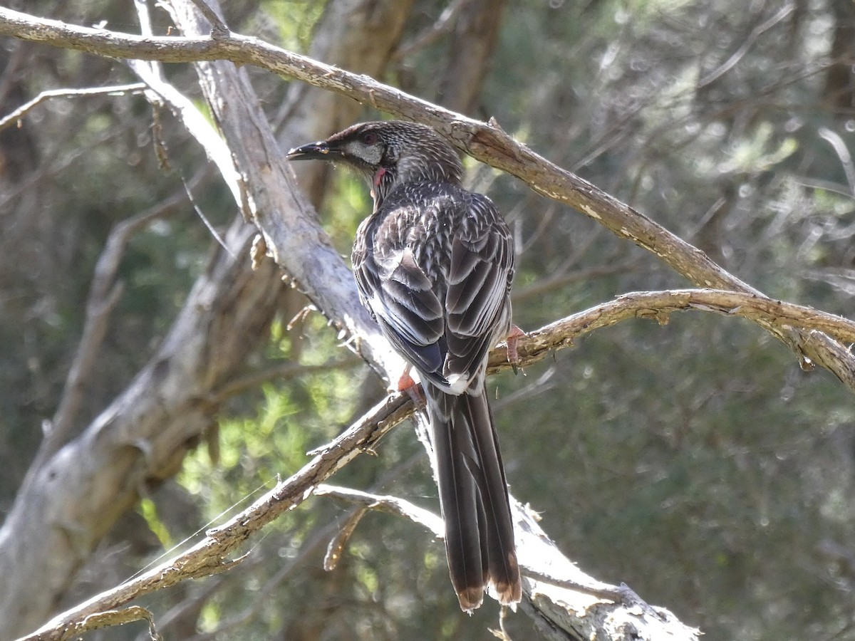 Red Wattlebird - ML643452258