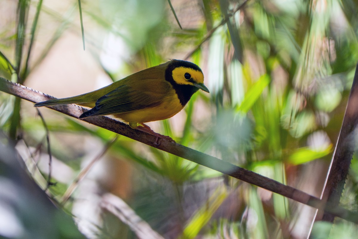 Hooded Warbler - ML643452262