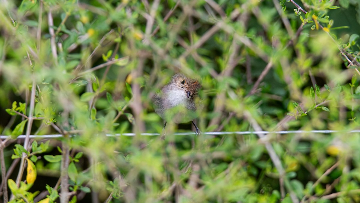 Fulvous-crowned Scrub-Tyrant - ML643452267
