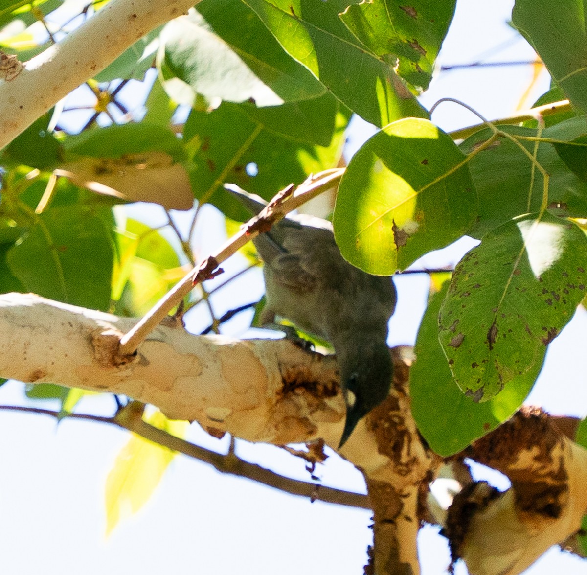 White-gaped Honeyeater - ML643452274
