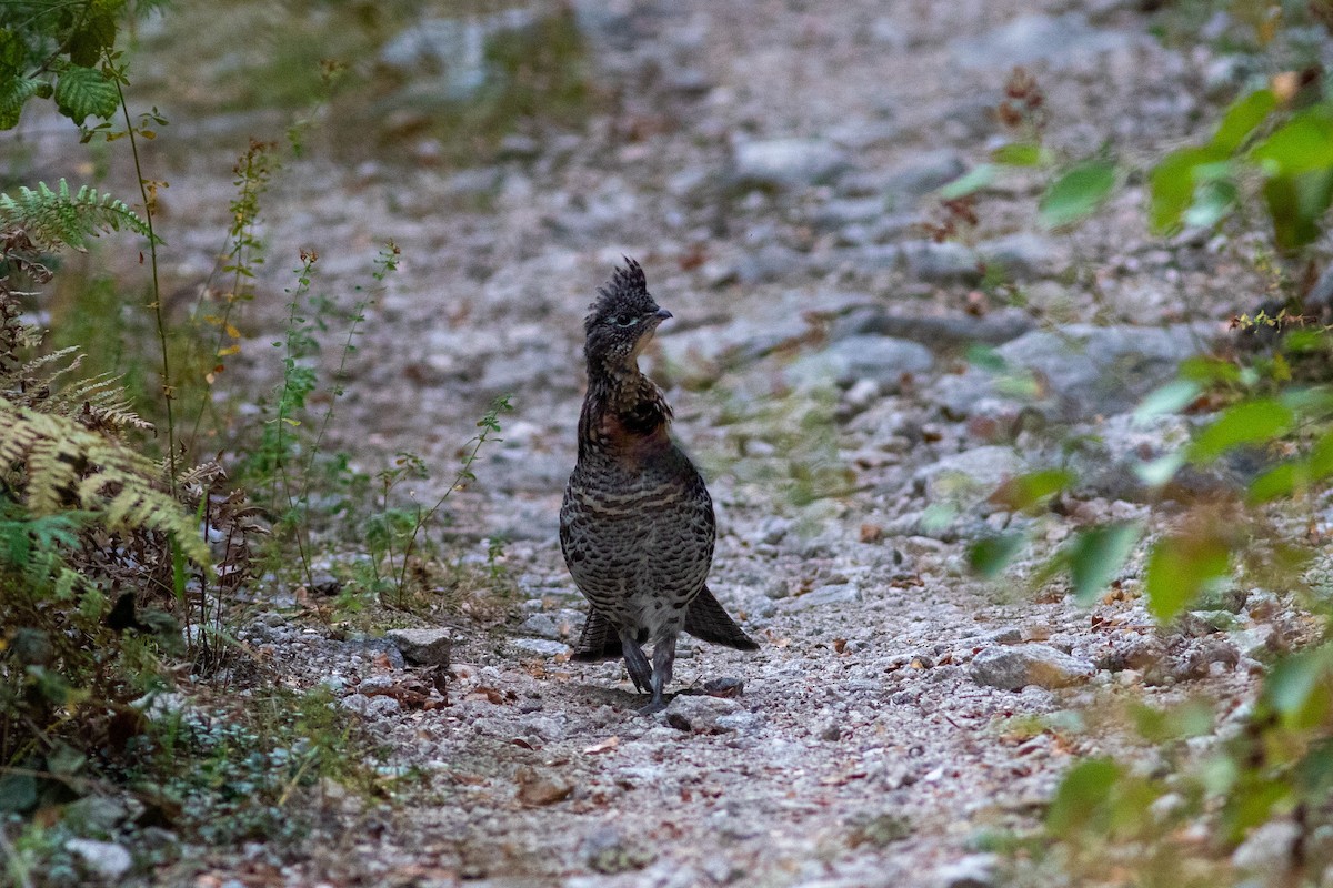 Ruffed Grouse - ML643452284