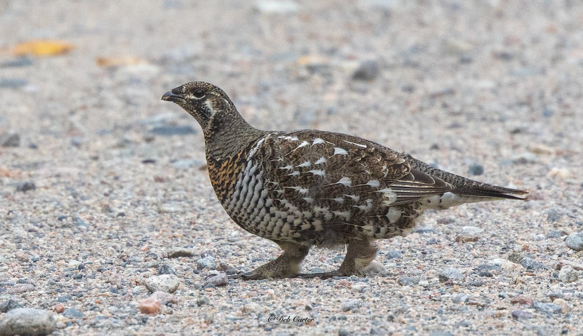 Tannenhuhn - ML643452287