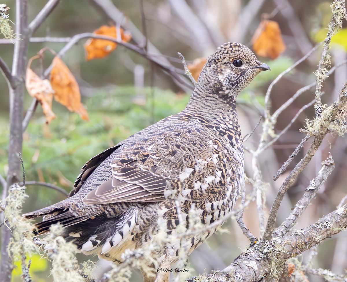 Tannenhuhn - ML643452288