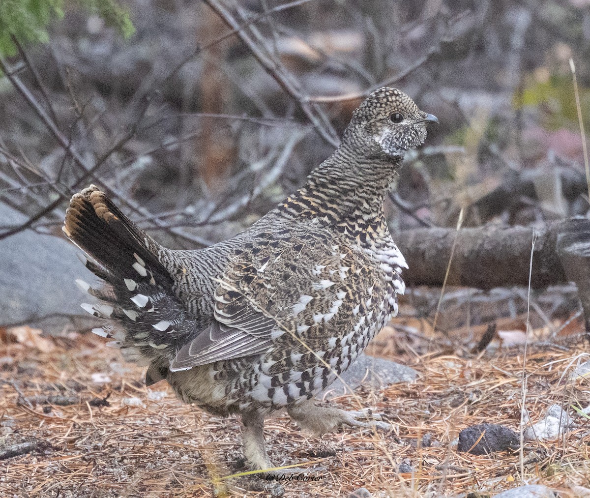 Tannenhuhn - ML643452289