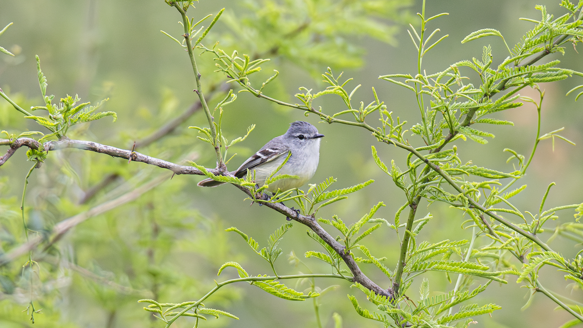 White-crested Tyrannulet - ML643452290