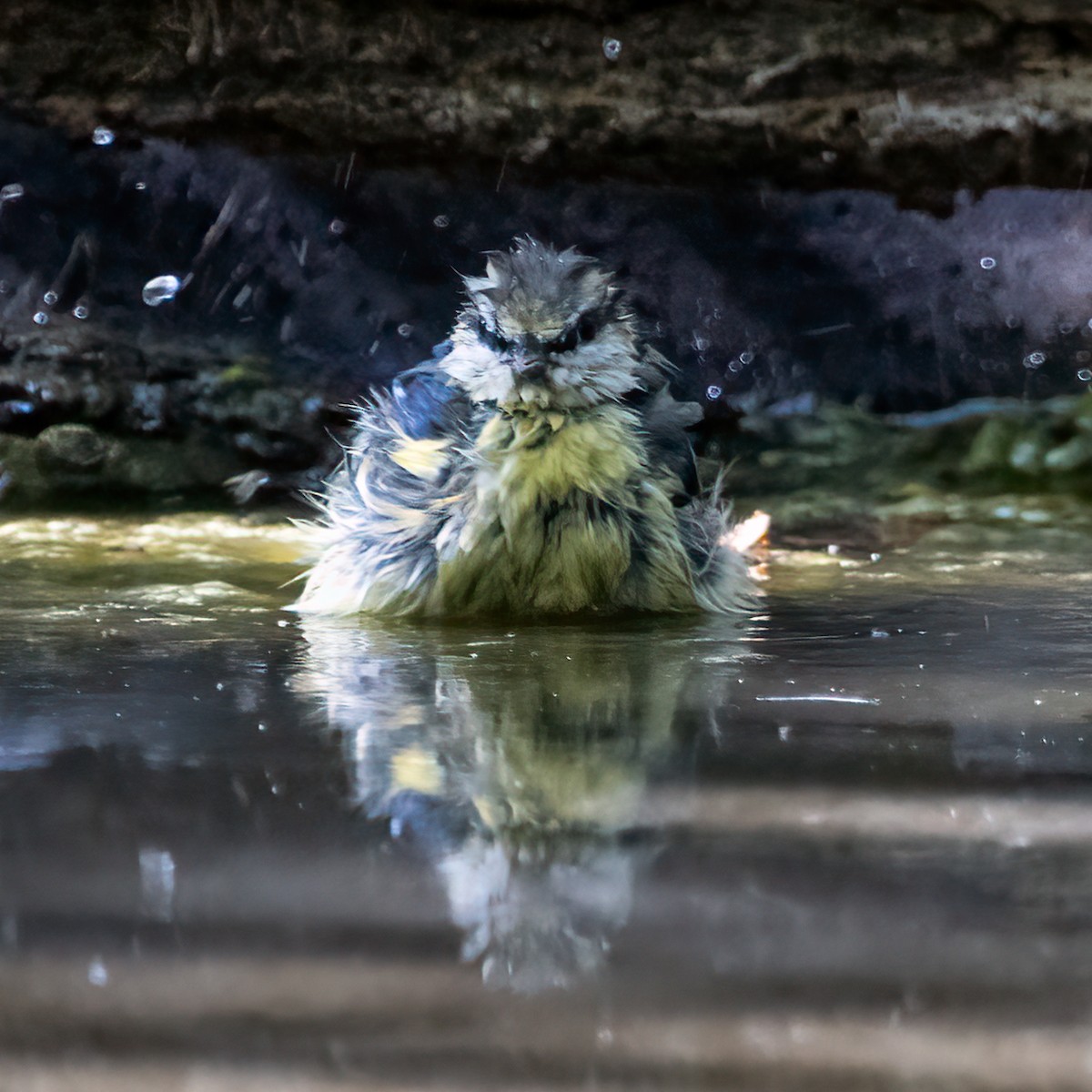 Eurasian Blue Tit - ML643452299