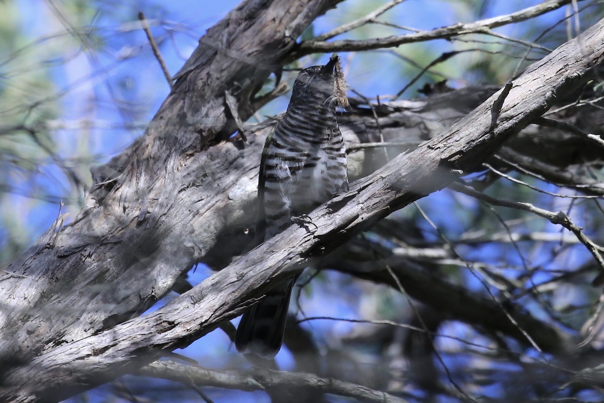 Shining Bronze-Cuckoo - ML643452330