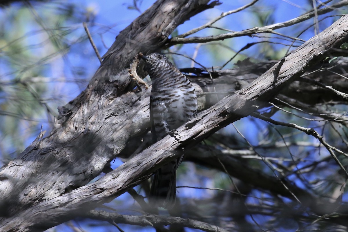 Shining Bronze-Cuckoo - ML643452332