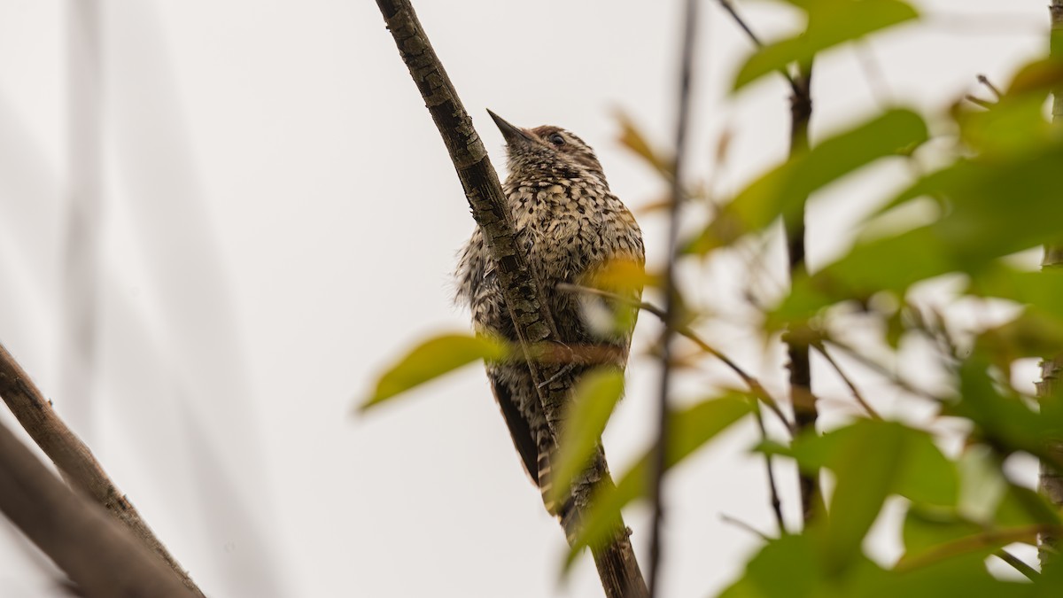 Checkered Woodpecker - ML643452355