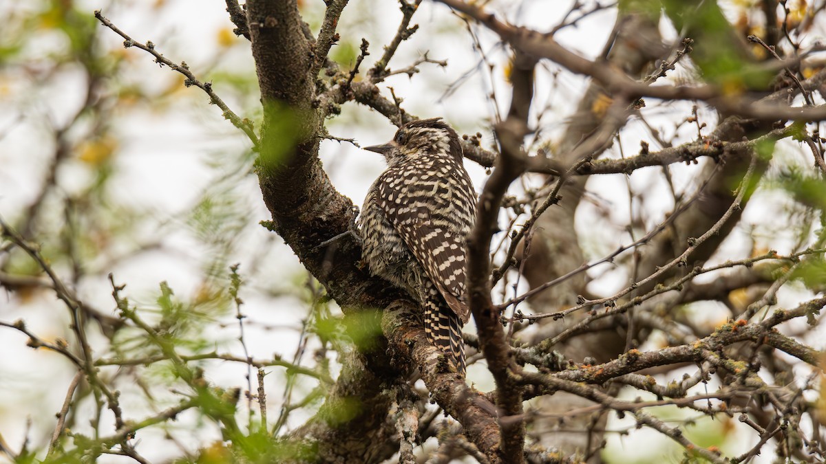 Checkered Woodpecker - ML643452356