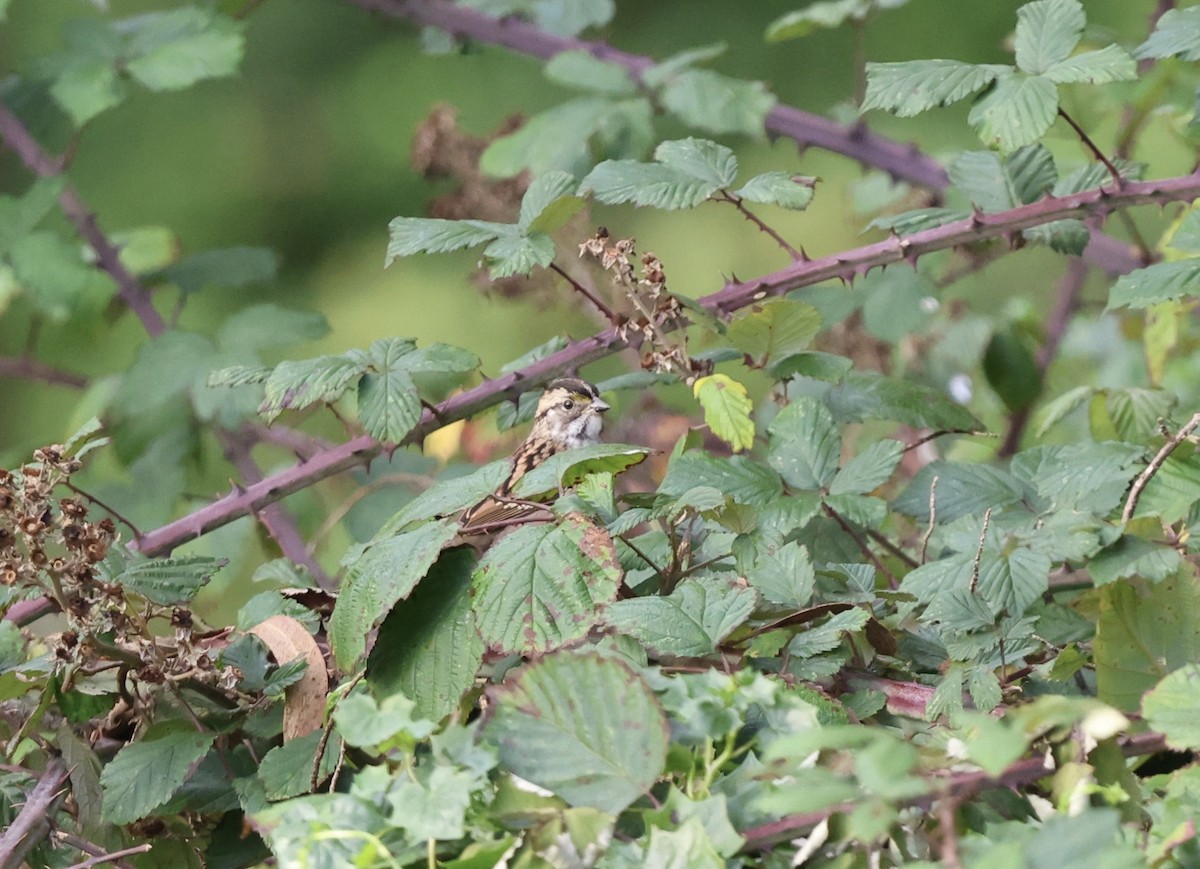 White-throated Sparrow - ML643452357