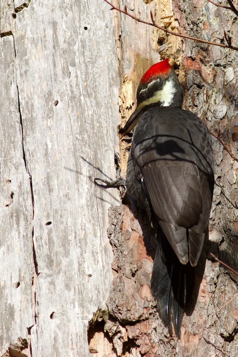Pileated Woodpecker - ML643452358