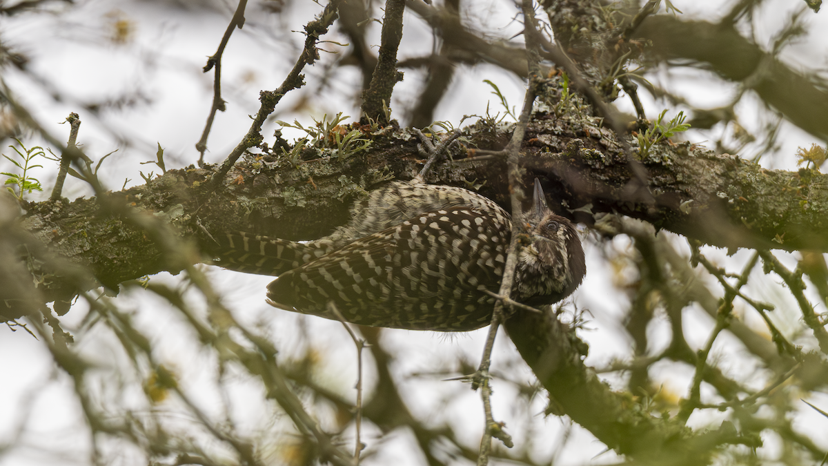 Checkered Woodpecker - ML643452362