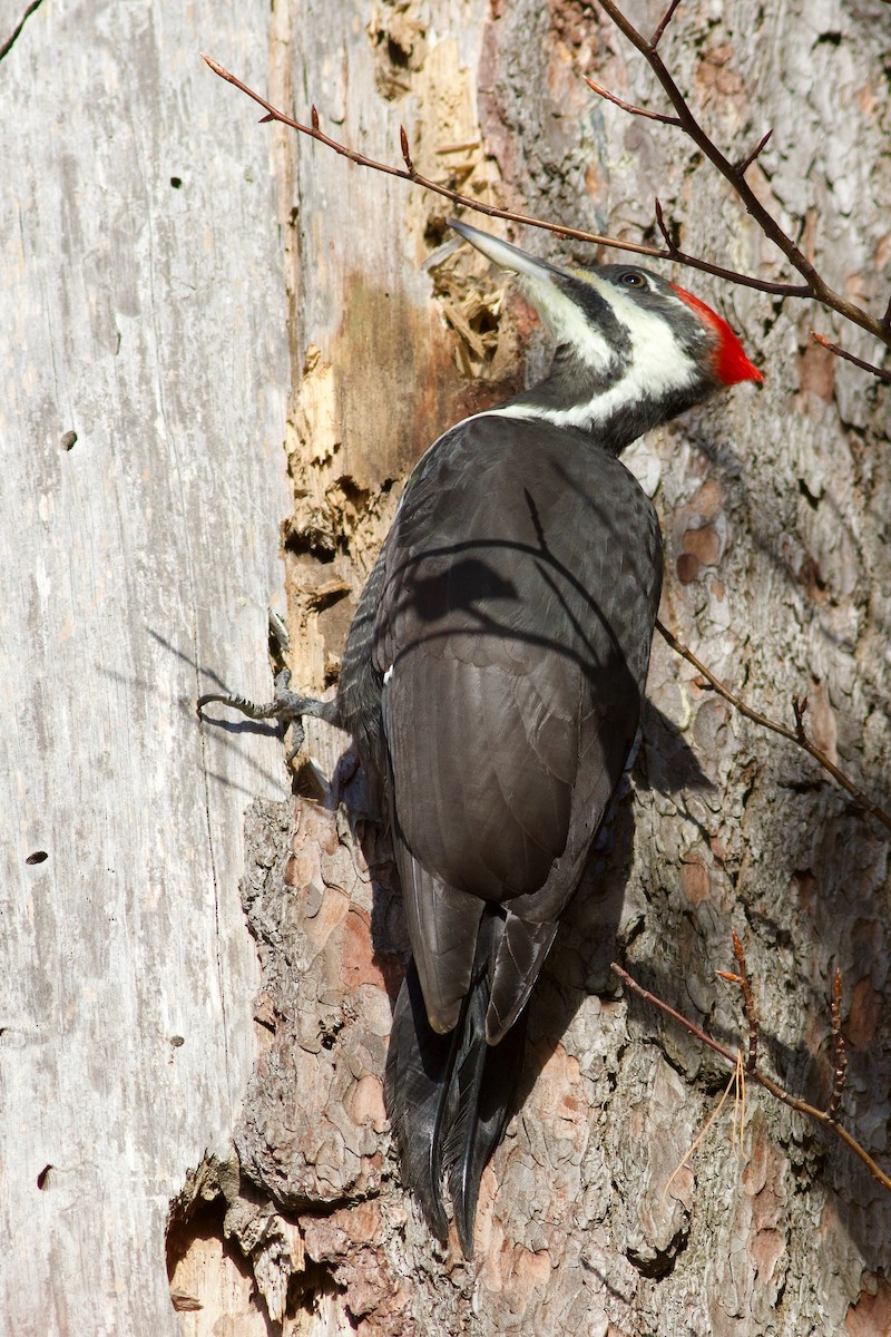 Pileated Woodpecker - ML643452363