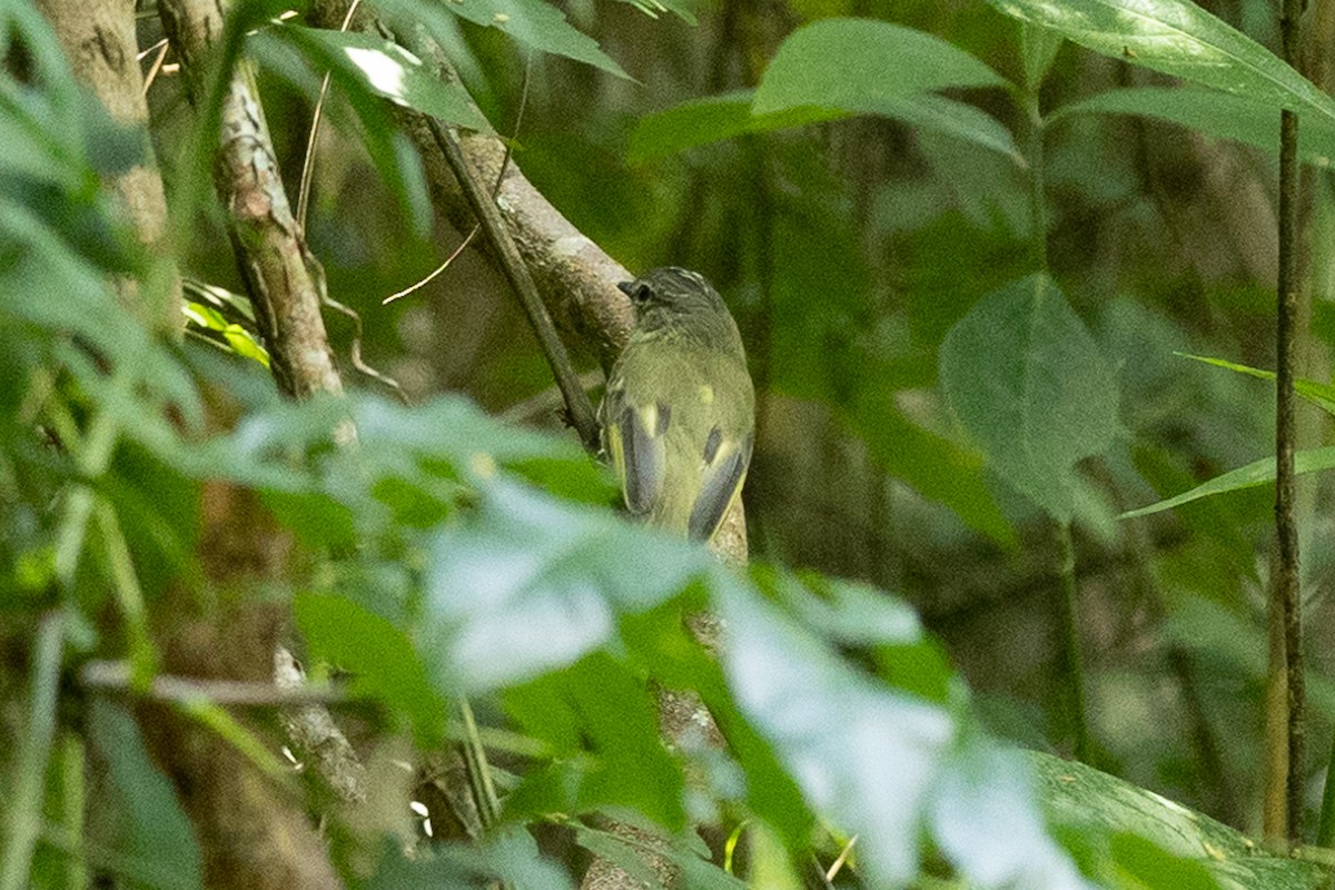 Forest Elaenia - ML643452375