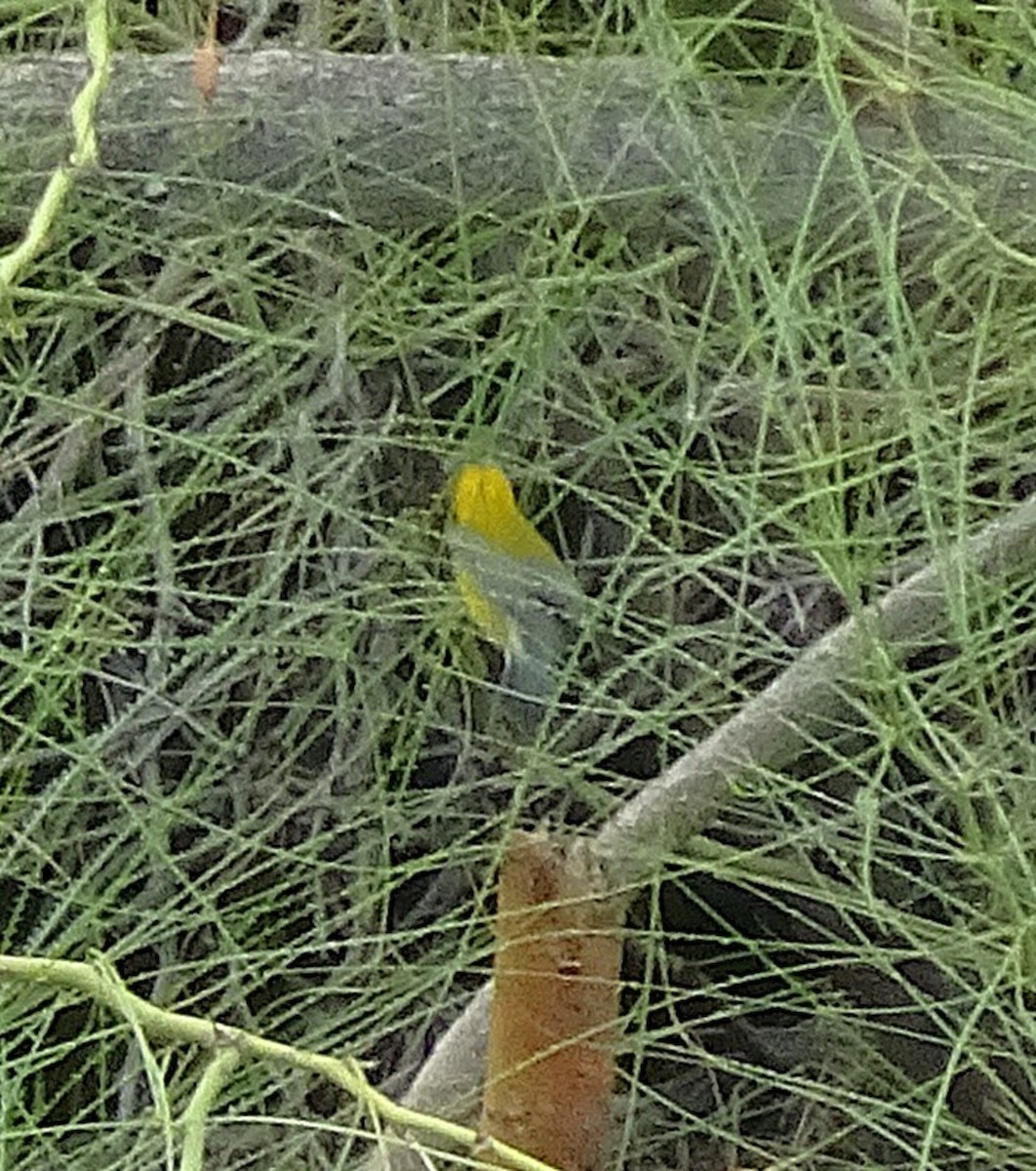 Prothonotary Warbler - ML643452376