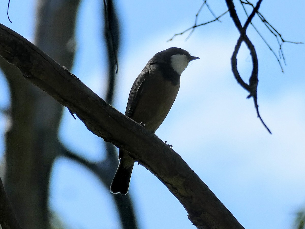 Rufous Whistler - ML643452380