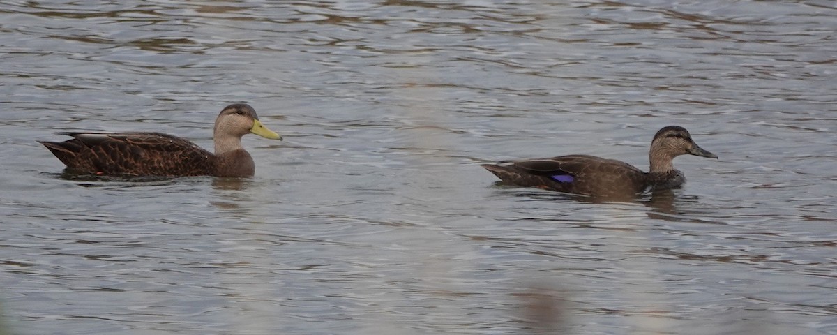 American Black Duck - ML643452390