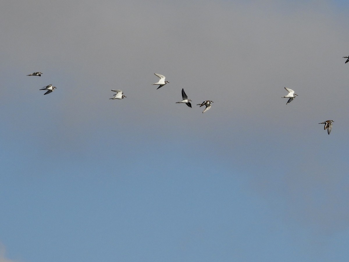 Killdeer - ML643452401