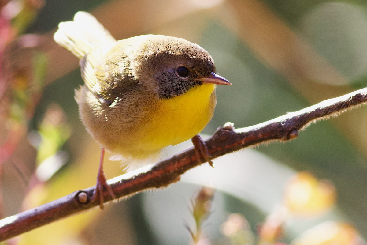 Common Yellowthroat - ML643452402