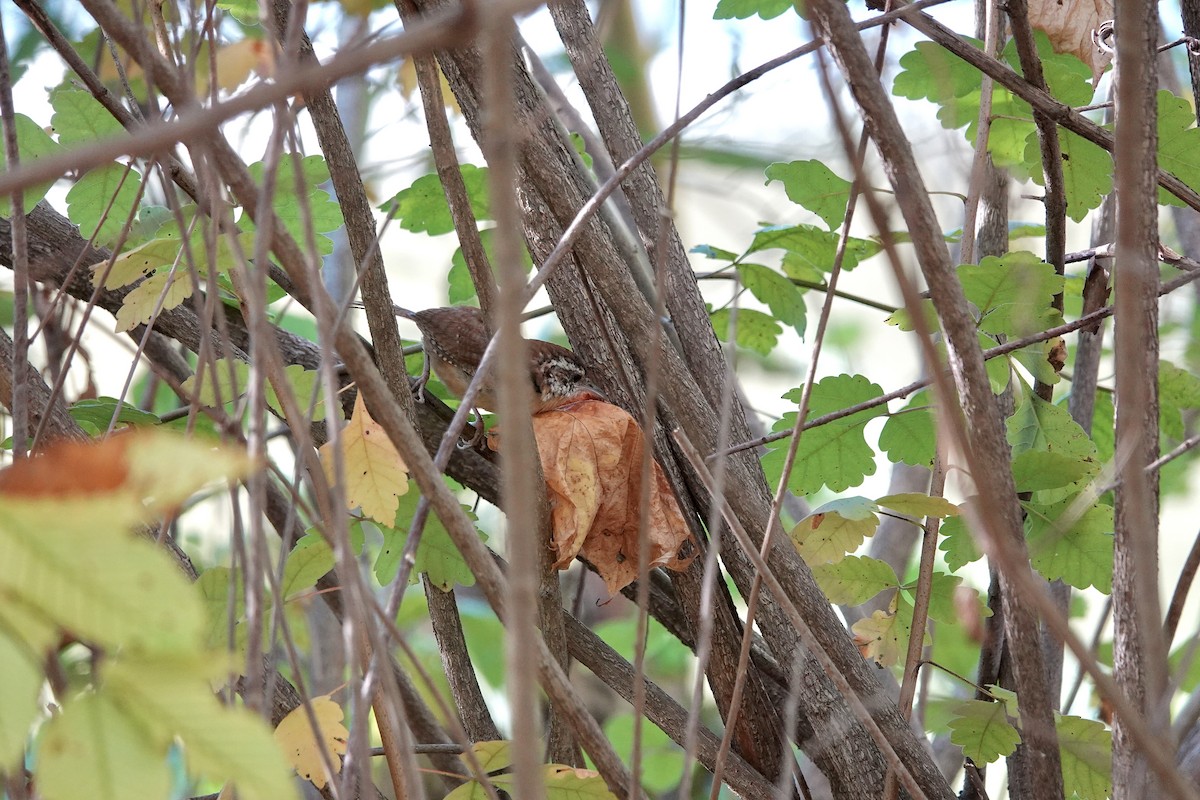 Carolina Wren - ML643452414