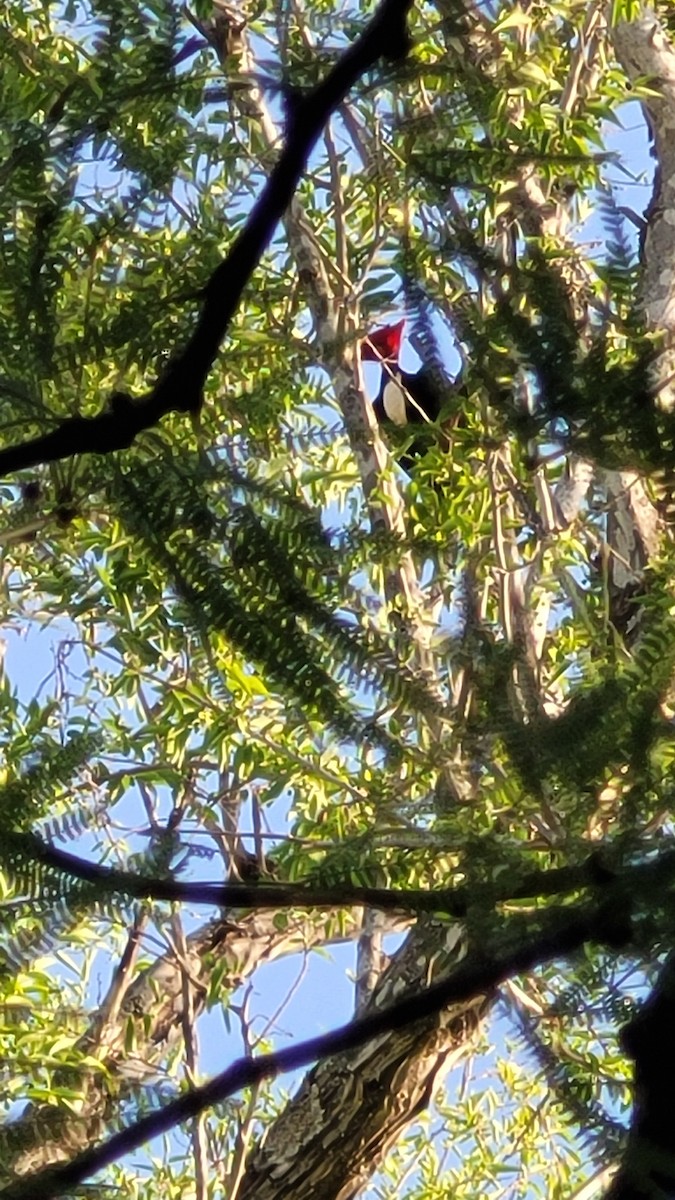 Cream-backed Woodpecker - ML643452424
