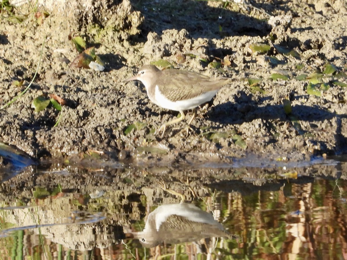 Spotted Sandpiper - ML643452440
