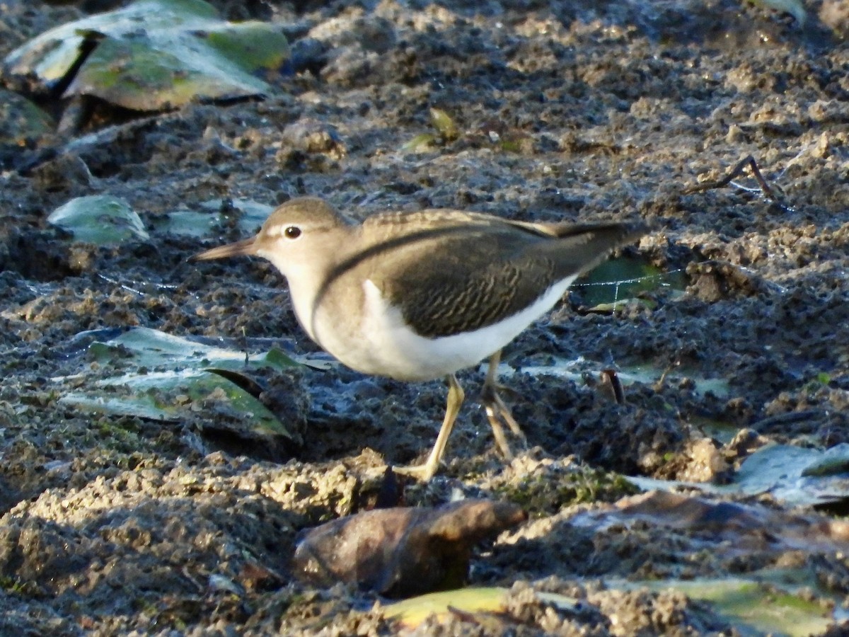 Spotted Sandpiper - ML643452442