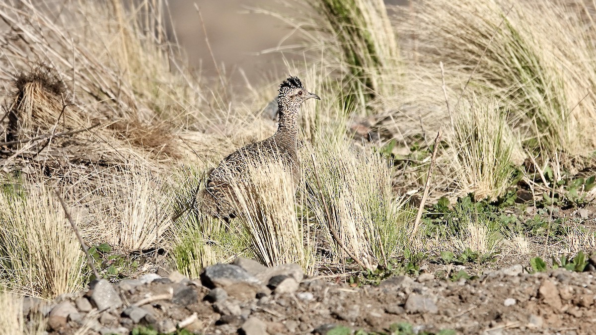 Tinamou orné - ML643452456