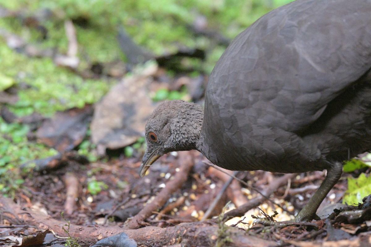 Cinereous Tinamou - ML643452479