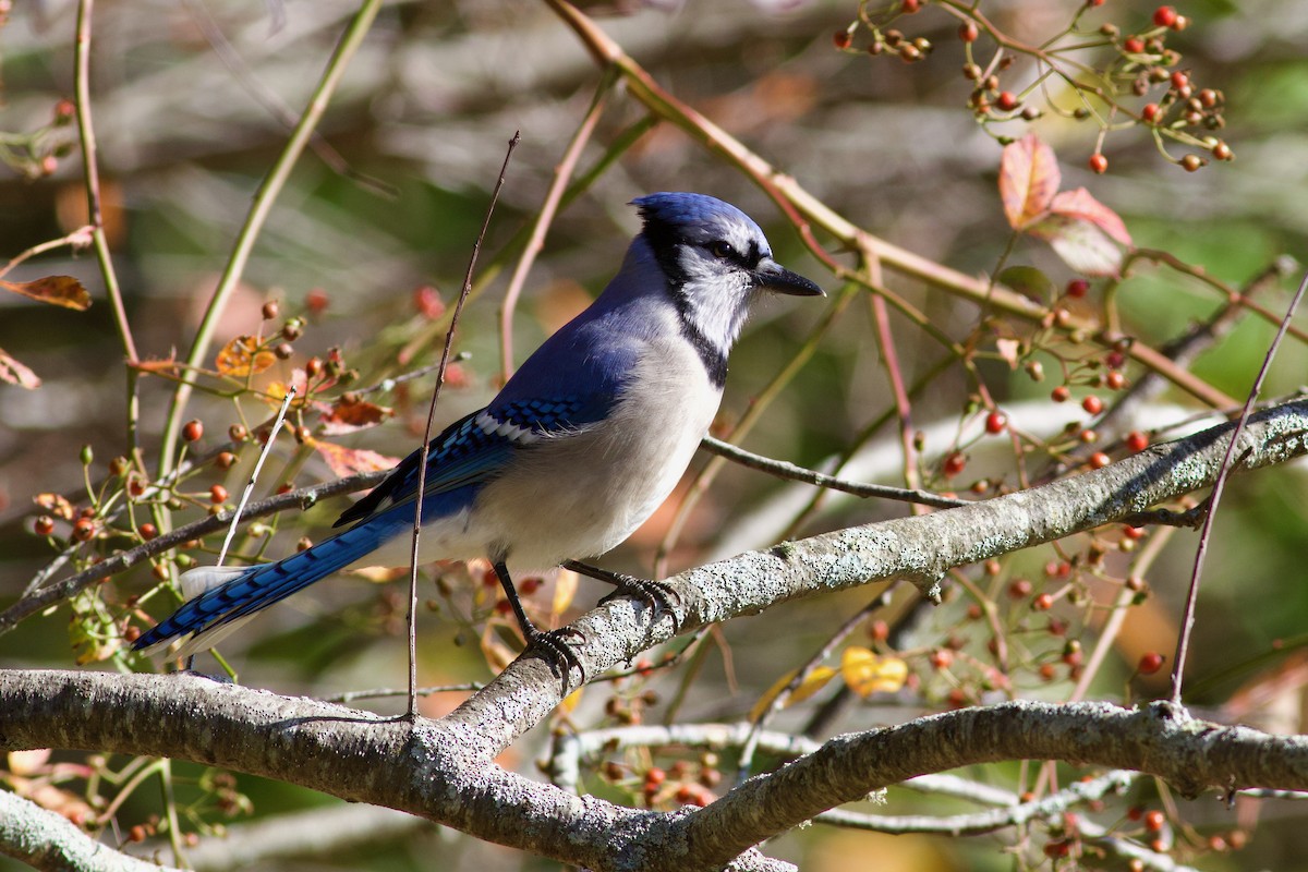 Blue Jay - ML643452482