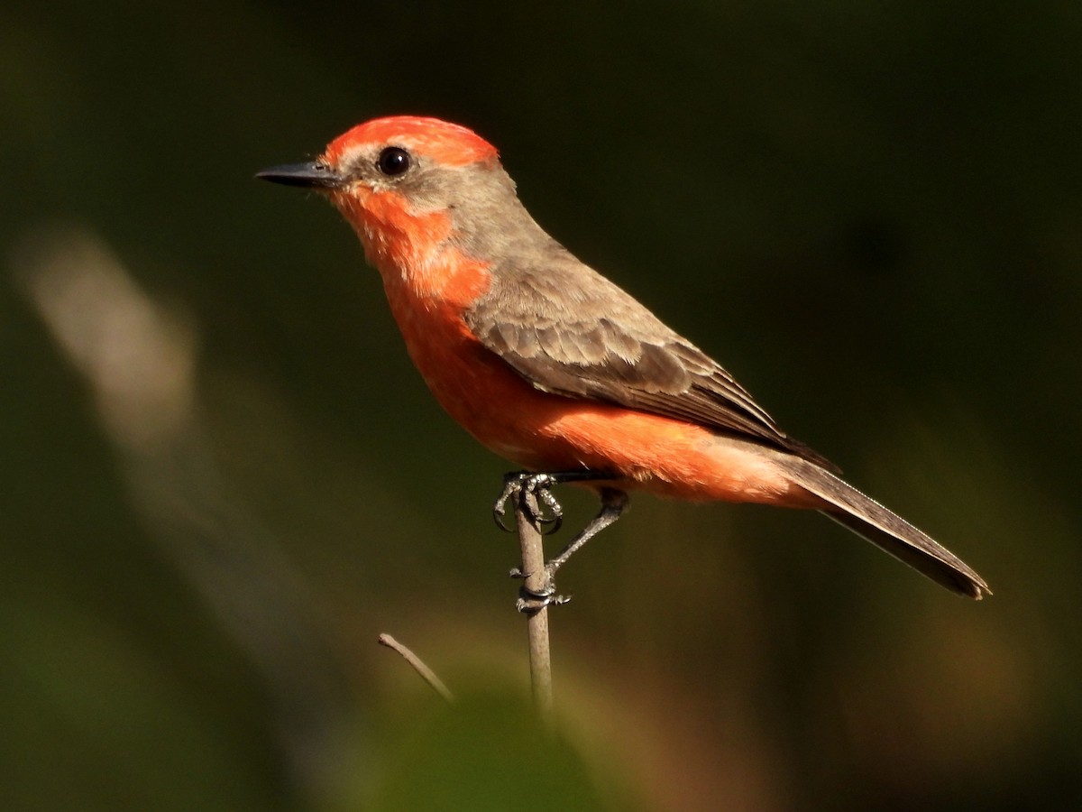 Vermilion Flycatcher - ML643452485